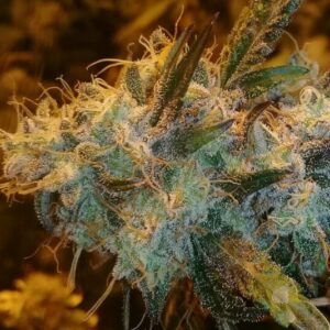 Candy Glue Auto Feminised Cannabis Seeds by Lineage Genetics
