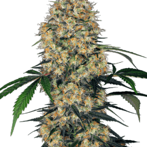 Sensi Amnesia XXL Auto Feminised Cannabis Seeds by Sensi Seeds