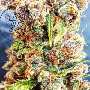 Fantastic Berries Auto Feminised Cannabis Seeds by Lineage Genetics