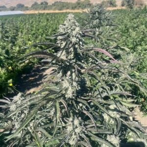 Banana Foster Feminised Cannabis Seeds by Trilogene Seeds