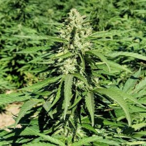 Limonene CBG Feminised Cannabis Seeds by Trilogene Seeds