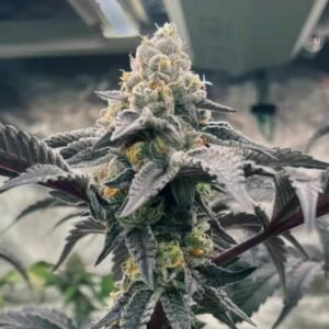 Hasbulla Feminised Cannabis Seeds by Trilogene Seeds