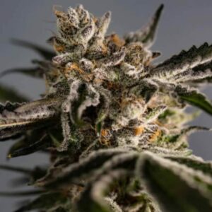 Ice Cold Feminised Cannabis Seeds by Trilogene Seeds
