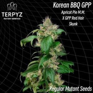 Korean BBQ GPP Regular Cannabis Seeds by TerpyZ Mutant Genetics