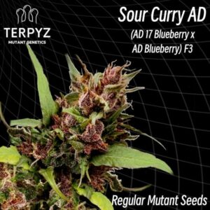 Sour Curry AD Regular Cannabis Seeds by TerpyZ Mutant Genetics