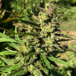 Lucky Lucy CBD Feminised Cannabis Seeds by Trilogene Seeds