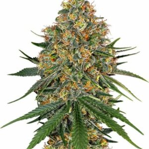 White Cheese Feminised Cannabis Seeds by White Label Seed Company
