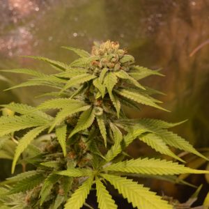 After 8 OG Feminised Cannabis Seeds by Sumo Seeds