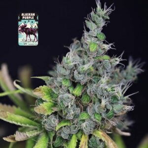Alaskan Purple Feminised Cannabis Seeds by Seedsman