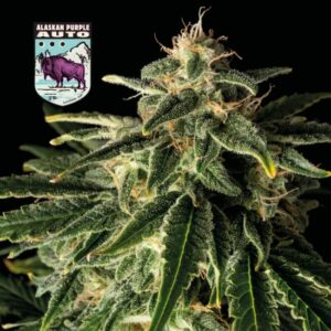 Alaskan Purple Auto Feminised Cannabis Seeds by Seedsman