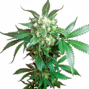 Black Domina Regular Cannabis Seeds by Sensi Seeds