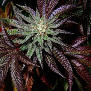 L.A. Confidential cannabis seeds by DNA Genetics