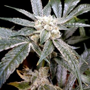 El Fuego feminised marijuana seeds