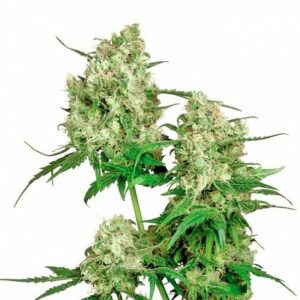 maple Leaf regular cannabis seeds