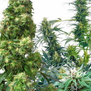 Outdoor Mix Regular Cannabis Seeds by Sensi Seeds