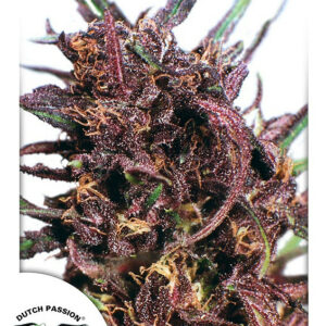 Purple #1 Feminised Cannabis Seeds by Dutch Passion