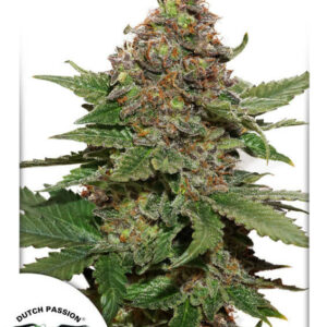 Strawberry Cough Feminised Cannabis Seeds by Dutch Passion
