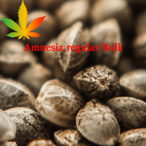 Amnesia Regular Bulk Seeds