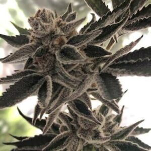 Do-Si-Dos Zkittlez Feminised Cannabis Seeds by The Plug