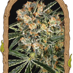 Hippie Therapy CBD Feminised Cannabis Seeds by Exotic Seeds