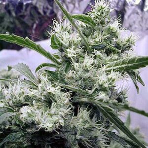 AK47 Cannabis Seeds by Serious Seeds
