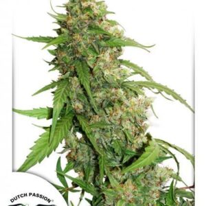 Compassion Lime CBD Auto Feminised Cannabis Seeds by Dutch Passion
