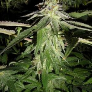 Corleone Kush Feminised Cannabis Seeds by Cali Connection