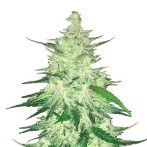 CBD 1:1 Auto Feminised Cannabis Seeds by FastBuds Seeds