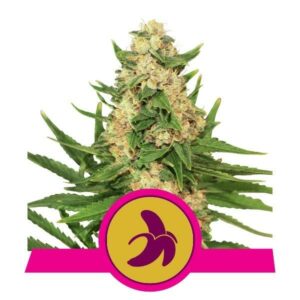 Fat Banana Feminised Cannabis Seeds by Royal Queen Seeds