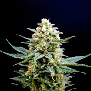 Kritikal - K Feminised cannabis seeds from Kannabia Seeds