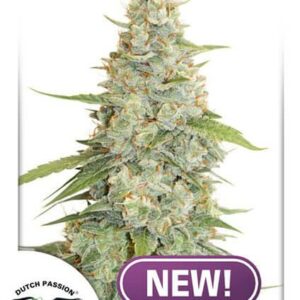 Meringue Feminised Cannabis Seeds by Dutch Passion
