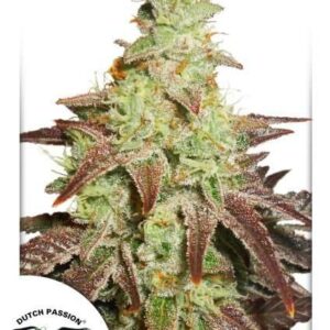 Night Queen Auto Feminised Cannabis Seeds by Dutch Passion