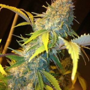 Northern Lights Express Auto Feminised Cannabis Seeds by Phoenix Seeds