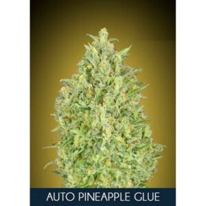 Pineapple Glue Auto Feminised cannabis Seeds by Advanced Seeds