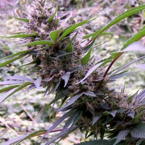 Red Libanon Autoflowering Regular Cannabis Seeds by Flash Seeds