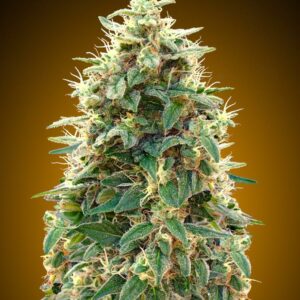 00 Cheese Auto Feminised Cannabis Seeds by 00 Seeds