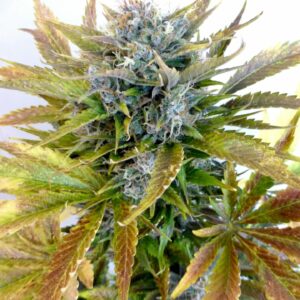 Regular autoflowering cannabis seeds