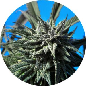 Tao Blueberry AUTO regular cannabis seeds