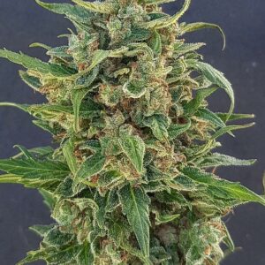 Triple XL Auto Feminised Cannabis Seeds by Lineage Genetics