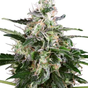 White Skunk Auto Feminised Seeds by White Label Seed Company