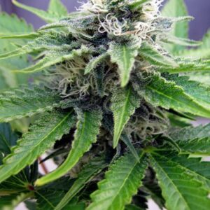 Cheese Feminised Bulk Cannabis Seeds