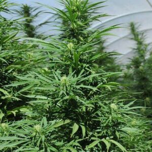 Green Crack Feminised Bulk Cannabis Seeds
