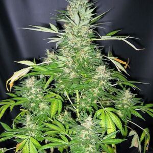 Master Kush x Skunk Regular Cannabis Seeds by Mr Nice Seedbank