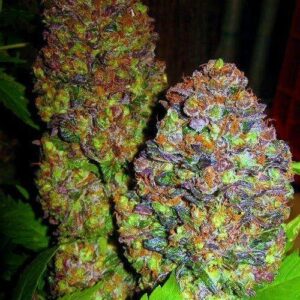 Blueberry Feminised Phoenix Cannabis Seeds by Phoenix Seeds