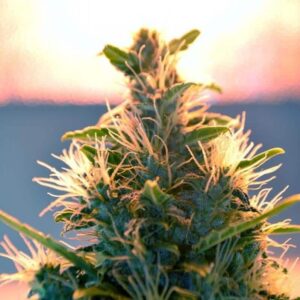 Lowryder #2 Auto Regular Cannabis Seeds by Doctor's Choice