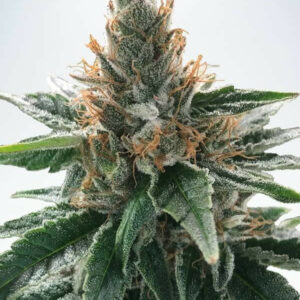 God's Glue Feminised Cannabis Seeds by Ministry of Cannabis