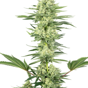 White Gorilla Haze Feminised Cannabis Seeds by White Label Seed Company