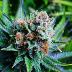 Blue Dream Feminised Cannabis Seeds by Nirvana