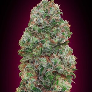 Bubble Gum Feminised Cannabis Seeds by 00 Seeds