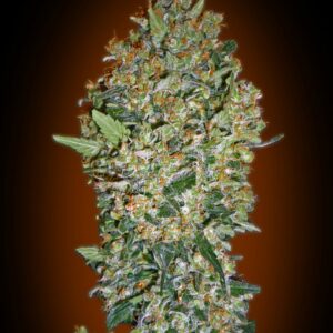CheeseBerry Feminised Cannabis Seeds by 00 Seeds